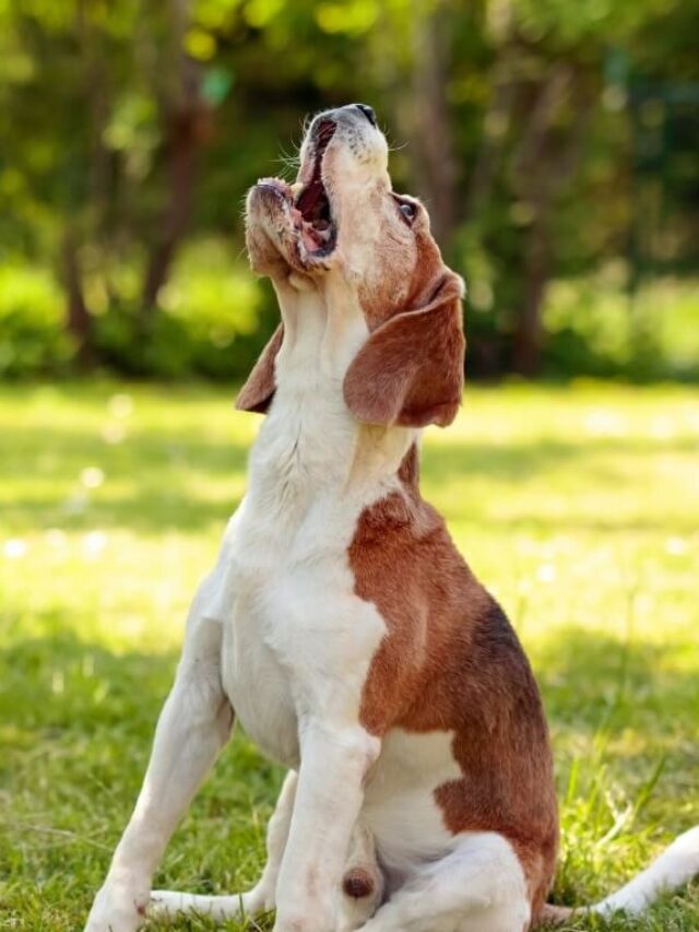 The Reasons Why Dogs Howl
