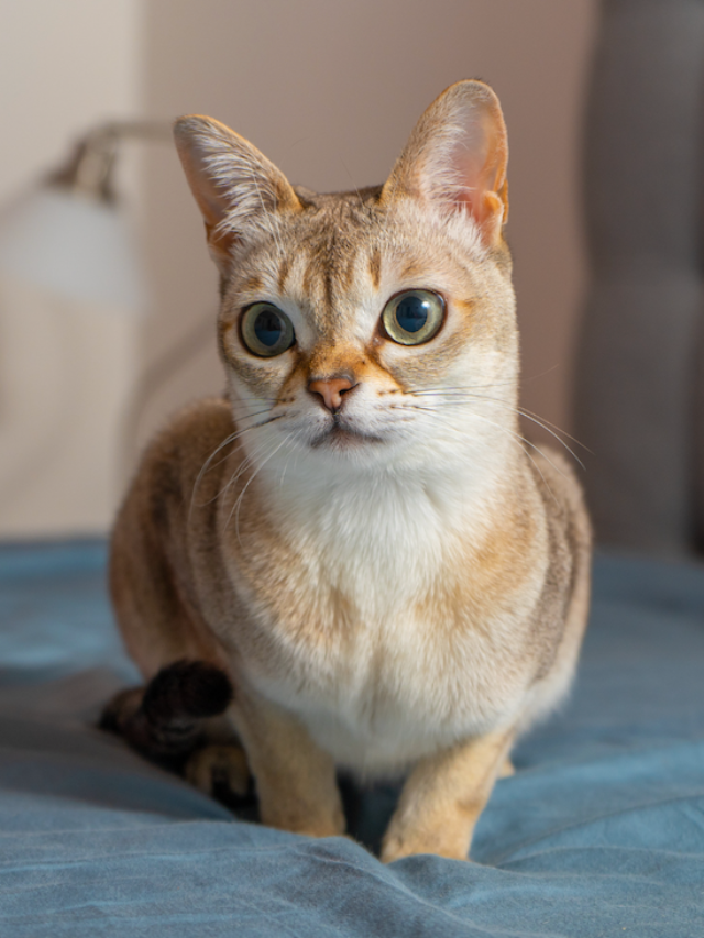 singapura cat, small cat breeds, worlds smallest cats, cat breeds, tiny cats,