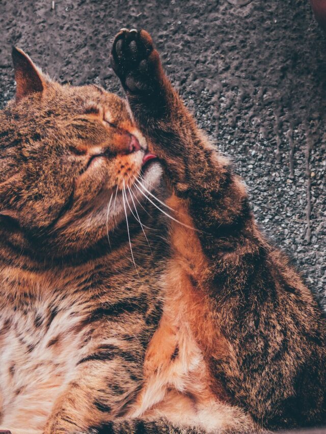 cat licking, cat lick themselves, cat grooming, cat lick fur, cat licking behavior ,