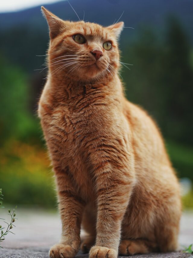 orange cats, red cats, ginger cats, cat breeds, orange tabby, red tabby,