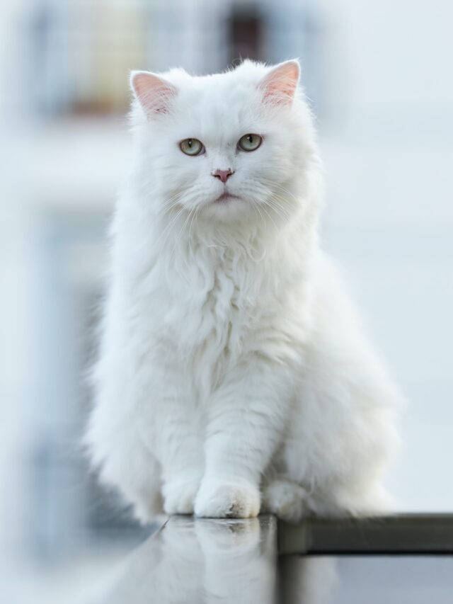 white cats, white cat breeds, white persian cat, white turkish angora, white siamese cat ,